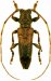 Pteropliini • Rhaphiptera rixator • ♂