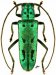 Saperdini • Eutetrapha metallescens • ♀