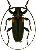 Acanthocinini • Alcidion humerale • ♂