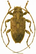 Acanthocinini • Alcidion umbraticum • ♀