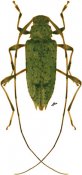 Anisopodus sp., ♀, Acanthocinini, Bolivia