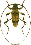 Anisopodus sparsus, ♂, Acanthocinini, French Guiana