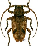 Aegomorphus gorillus, ♀, Acanthoderini, Gabon