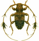 Cosmotoma adjunctum, ♂, Acanthocinini, French Guiana