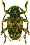 Acanthoderini • Eupromerella clavator • ♀