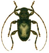 Acanthoderini • Exalphus aurivillii • ♀