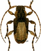 Acanthoderini • Exalphus gounellei • ♀