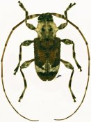 Exalphus malleri, ♀, Acanthoderini, French Guiana