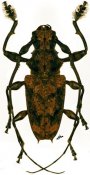 Steirastoma melanogenys, ♂, Acanthoderini, French Guiana