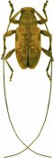 Sympagus bimaculatus, ♂, Acanthocinini, French Guiana