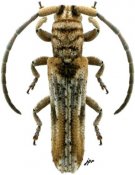 Ogmodera sulcata, ♀, Apomecynini, Kenya