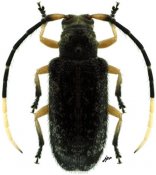 Canindea signaticornis, ♀, Calliini, French Guiana