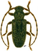 Drycothaea ochreoscutellaris, ♂, Calliini, French Guiana