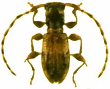 Cyrtinini • Decarthria stephensii