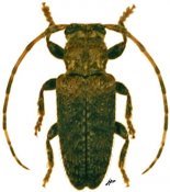 Estola densepunctata, ♀, Desmiphorini, French Guiana