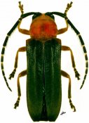 Isomerida albicollis, ♀, Hemilophini, French Guiana