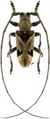 Monochamus spectabilis, ♂, Lamiini, Kenya