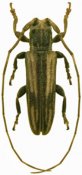 Cacostola ornata, ♂, Onciderina, Lesser Antilles (Guadeloupe)