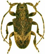 Euthima rodens, ♂, Hypsiomatina, French Guiana