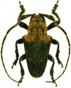 Hypsioma constellata, ♂, Onciderini, French Guiana