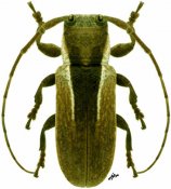 Trestonia bilineata, ♀, Onciderini, French Guiana