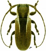 Trestonia bilineata, ♀, Onciderina, French Guiana