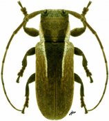 Trestonia bilineata, ♀,  Onciderina, French Guiana