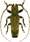Trestonia forticornis, ♂, Onciderini, French Guiana