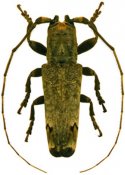 Trestonia forticornis, ♂, Onciderina, French Guiana