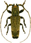 Trestonia forticornis, ♂,  Onciderina, French Guiana