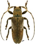 Trestonia fulgurata, ♀, Onciderina, Lesser Antilles (Guadeloupe)