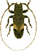 Trestonia turbula, ♂, Onciderina, French Guiana