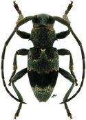 Paravelleda orientalis, ♂, Lamiini, Kenya