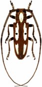 Prosopocera paykullii, ♂, Prosopocerini, Zimbabwe