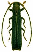 Epectasis juncea, ♀, Pteropliini, French Guiana