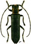 Saperda bilineatocollis, ♂, Saperdini, South China (Sichuan)