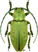 Sternotomini • Freadelpha chloroleuca holoviridis • ♀