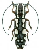 Tragiscoschema sp., ♀, Tragocephalini, Kenya